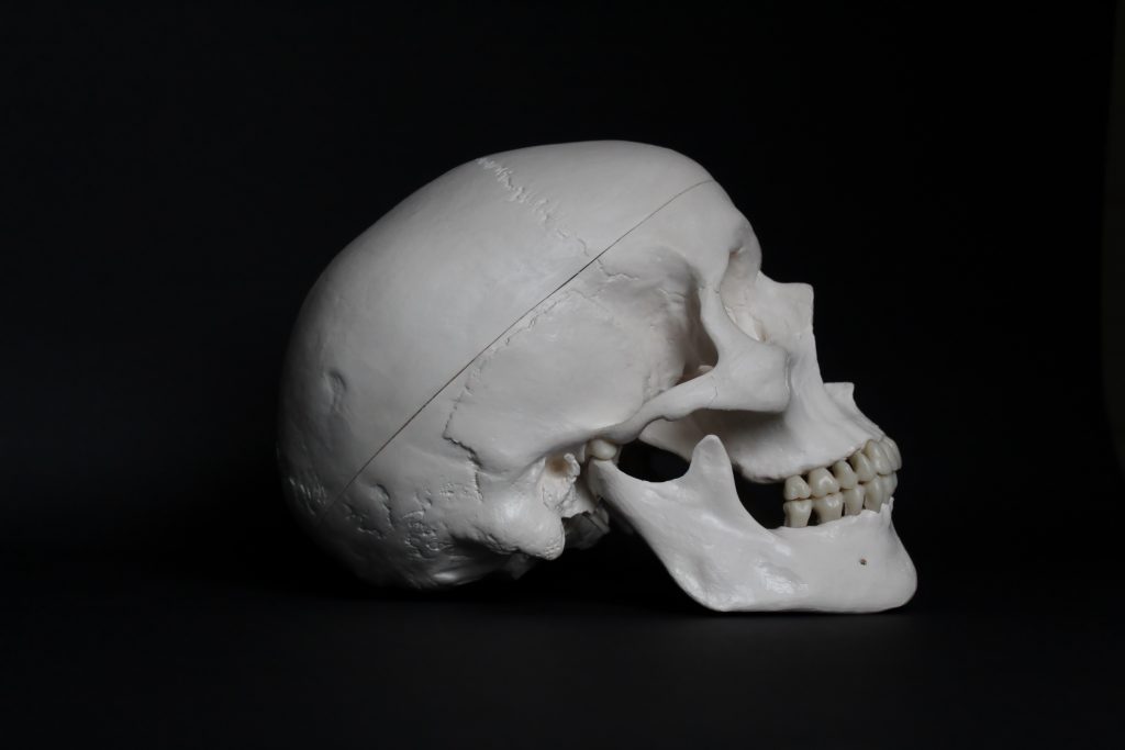 A human skull side view