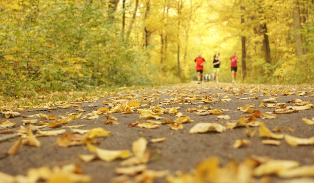 Group of runners running on a leaf coffered trail